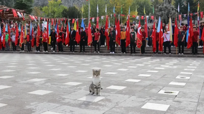 Amasya'nın Kedisi Bile Cumhuriyeti Kutladı!