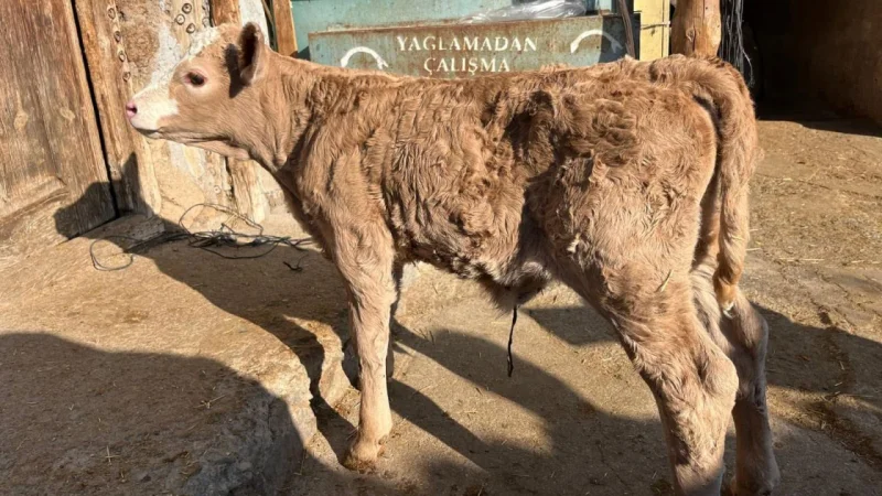 Merzifon’da Charolais Irkı Buzağı Dünyaya Geldi